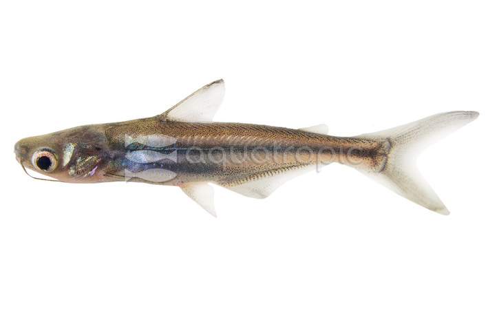 Iridescent Shark :: 65008