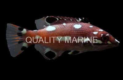 Hogfish, Redfin Juvenile :: 21531