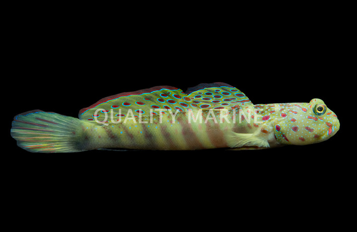 Pink Speckled Shrimp Goby :: 18571