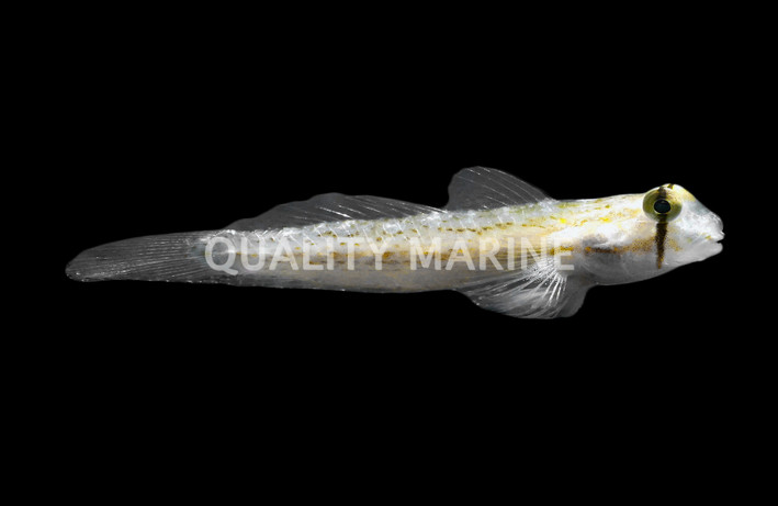 Eyebar Sand-Sifting Goldspot Goby :: 18669