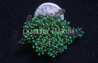 Octopus Branch  Neon Green :: 62469