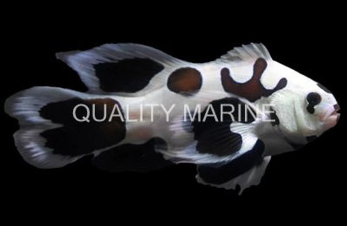 Ocellaris, Longfin Storm Black :: 14160