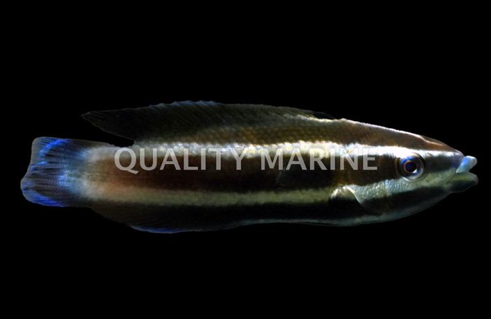 Comet Wrasse, Male :: 33617