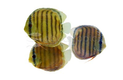 Wild Brazilian Discus :: 62353