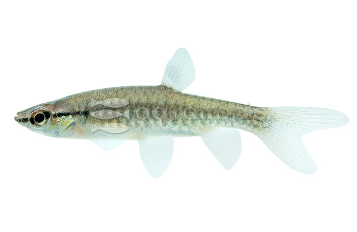 Splashing Tetra :: 71024