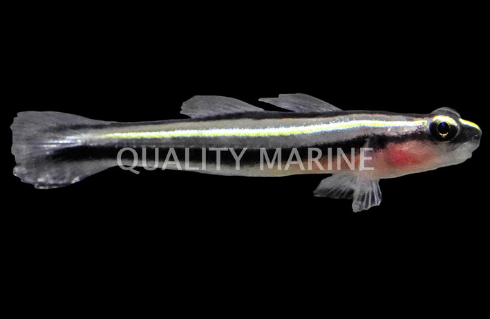 Brazilian Neon Gold Goby :: 18744