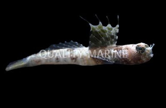 Scaleless Shrimpgoby :: 18693