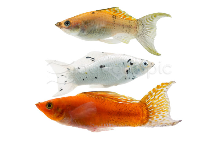 Mixed Sailfin Lyretail Molly :: 53415