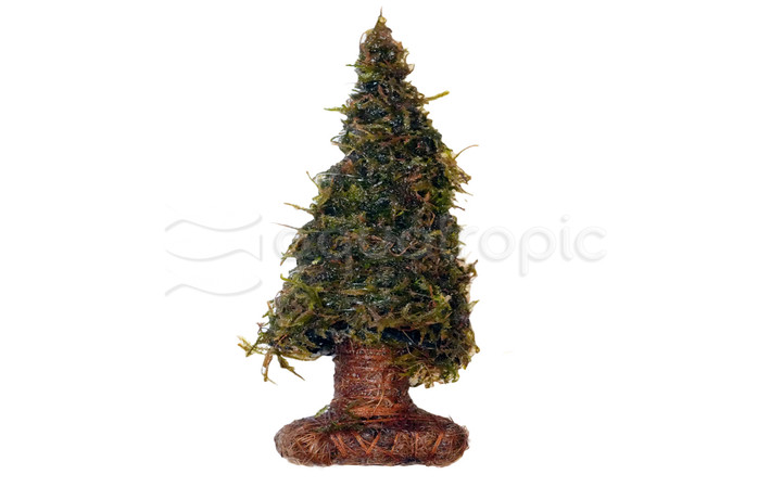Mossy Tree :: 25729