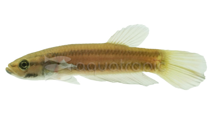 Macrostoma Betta, Female  :: 10800