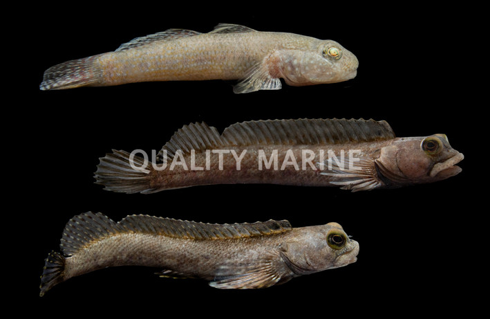 Assorted Goby :: 18608