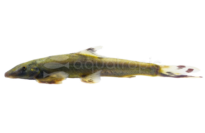 Spotted Hillstream Loach :: 55967