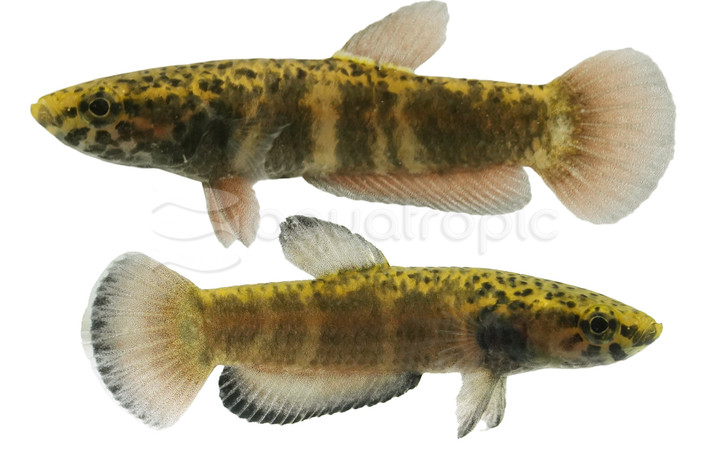 Pair Albimarginata :: 66288