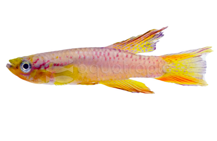 Black Line Poliaki Killifish :: 91379
