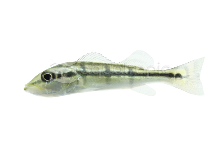 Pinima Peacock Bass Cichlid :: 57960