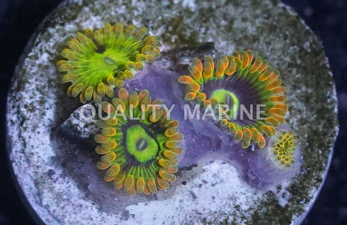 Zoa, Yoda :: 80480
