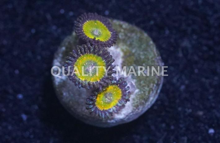Zoa, Funny D :: 21435