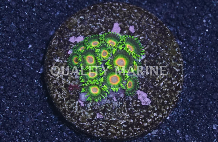 Zoa, Rasta :: 45165