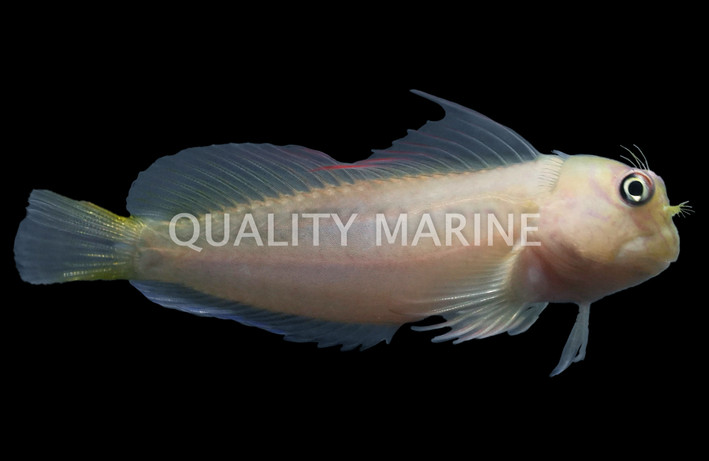 Chestnut Eyelash :: 12601