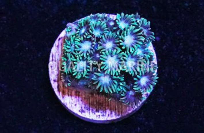 Flowerpot Short Polyp :: 58233