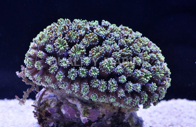 Galaxy, Green :: 48248