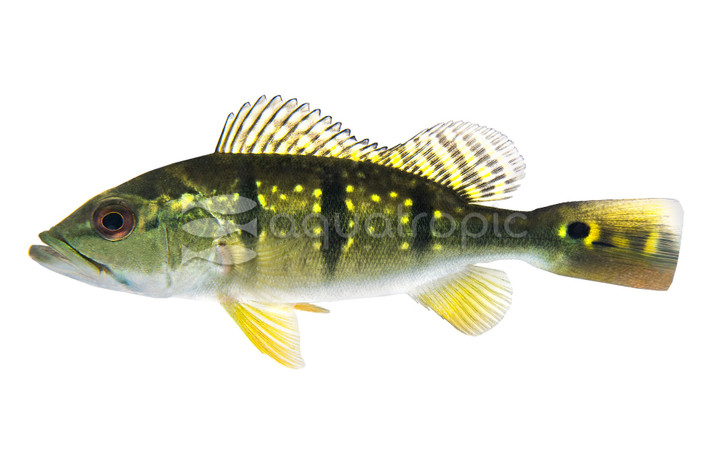 Intermedia Peacock Bass Cichlid :: 59839