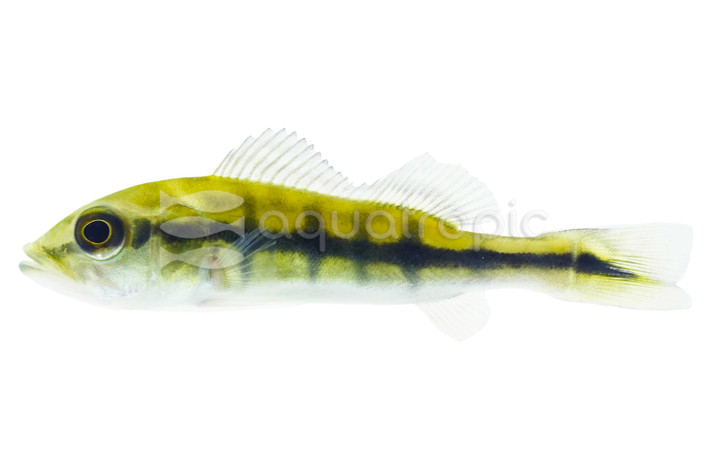Peacock Bass - Intermedia :: 59839
