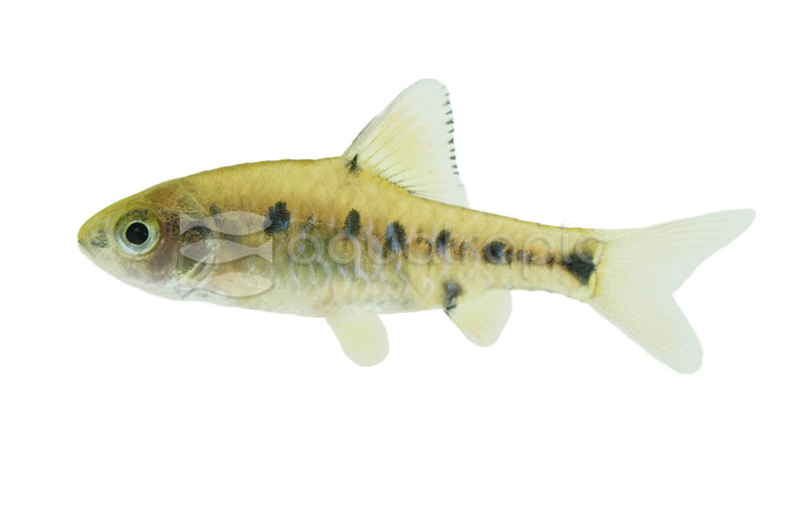 Checkered Barb :: 08058
