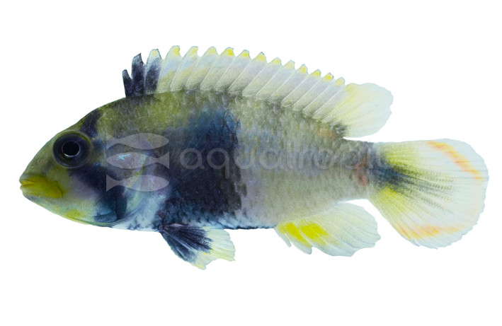 Dwarf Nijsseni :: 18458