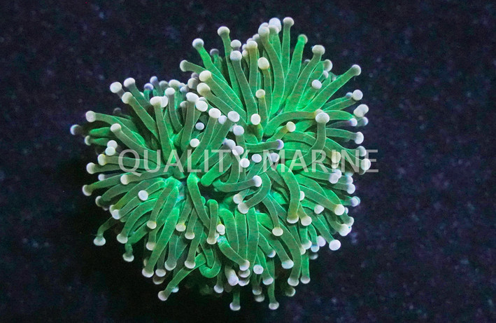 Pink Tip Green Torch Coral :: 39461