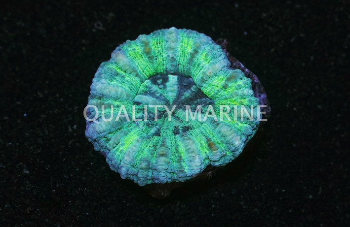 Green Mini Scolymia Coral :: 52467