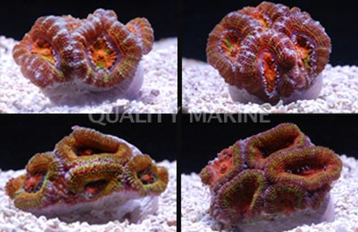 Lordhowensis,  Rainbow :: 69618