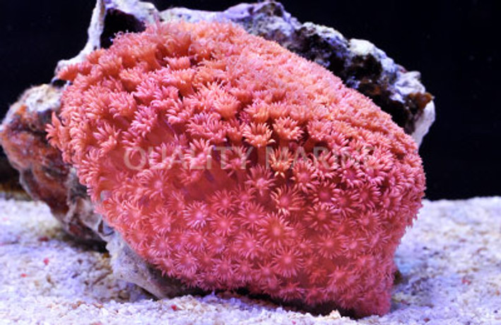 Flower Pot, Red/Pink, Ultra :: 82068