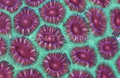 Brain Pineapple Green w/Red Eyes :: 63060