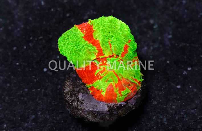 Australis, Neon Green w/Thin Red Stripes "Bleeding :: 19117