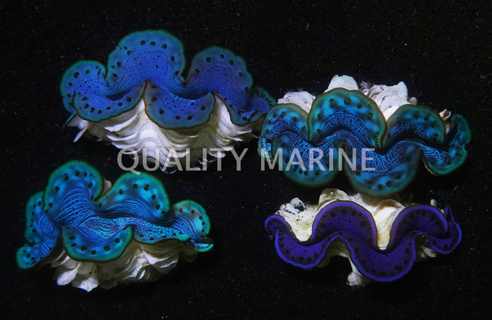 Maxima, Red Sea Blue/Turquoise Ultra :: 56567