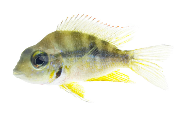 Aureus Red Flash :: 98959