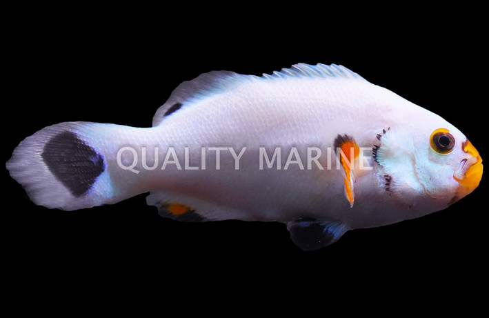 Platinum Ocellaris :: 14100
