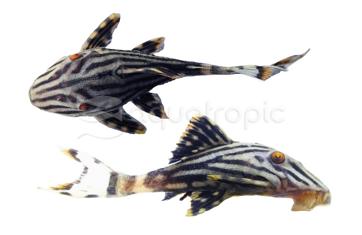 Royal Xingu Plecostomus L-027 :: 45677