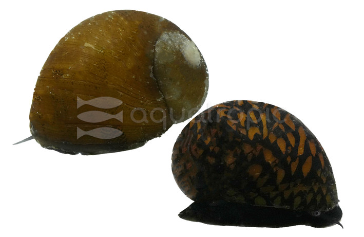 Mixed Fancy Nerite Snail :: 92180