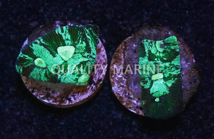 Brain Star Goniastrea Green Splatter :: 24134