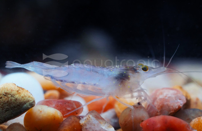 Longnose Barcaphalis Shrimp :: 47183
