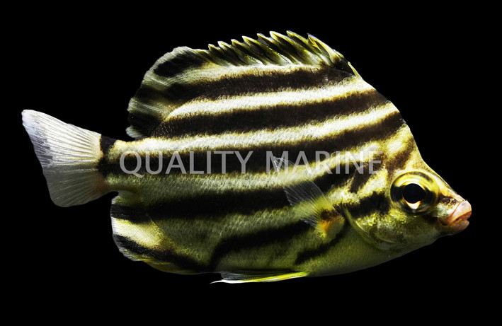 Japanese Stripey :: 31003