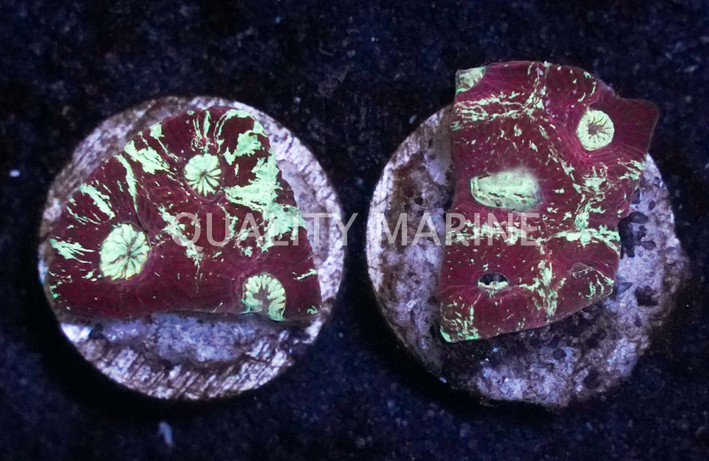 Brain Star Goniastrea Red/Green Splatter :: 31308