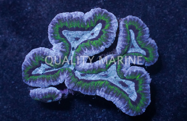 Brain Open Green :: 59908