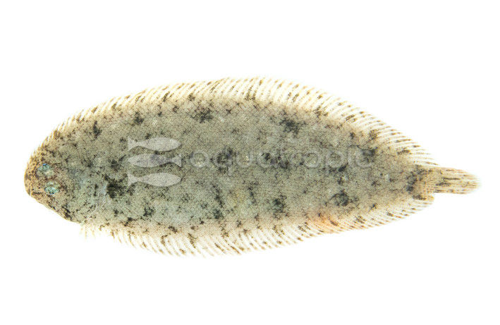 Velvety Sole :: 44274