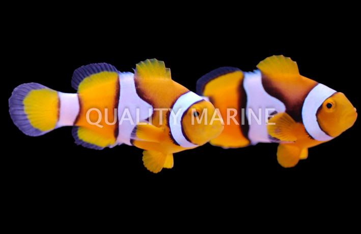 True Percula Clownfish, Bali Aquarich :: 14211