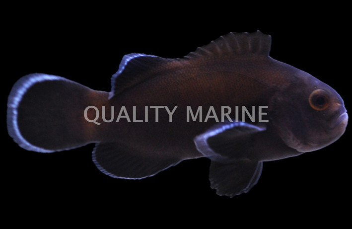 Midnight Ocellaris Clownfish, Bali Aquarich :: 14216