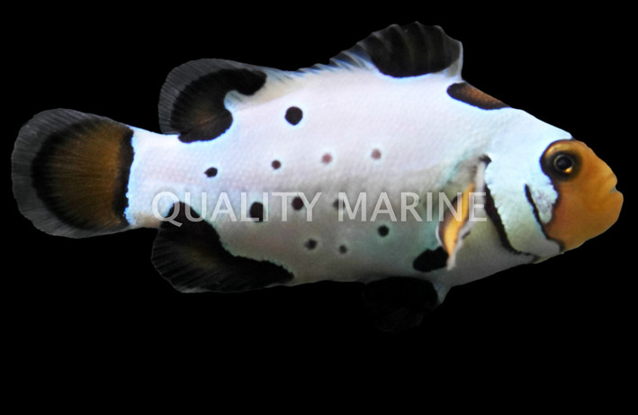 Black Ice Storm Ocellaris Clownfish, Bali Aquarich :: 14225