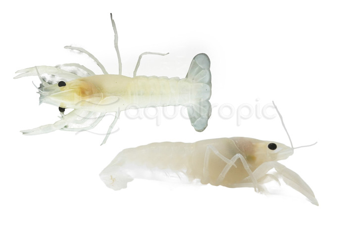 Vanilla White Lobster :: 71929